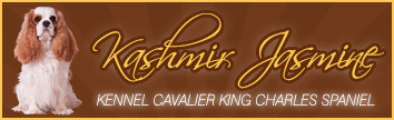 cavalier-banner